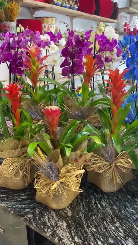 İthal Guzmania Alt Seramik Hediyeli
