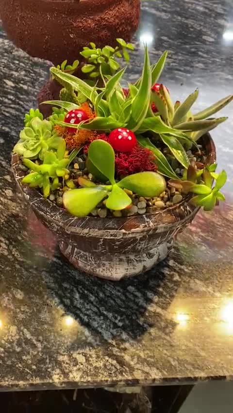 Sukulent Aranjmanları