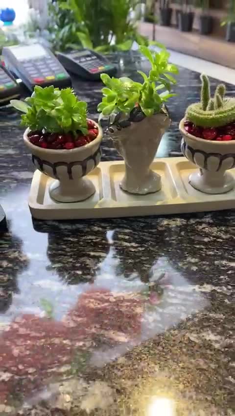 Sukulent Aranjmanları